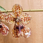 Topos orquídeas Vanda