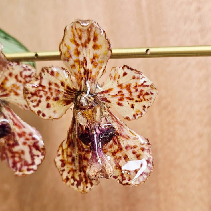 Topos orquídeas Vanda