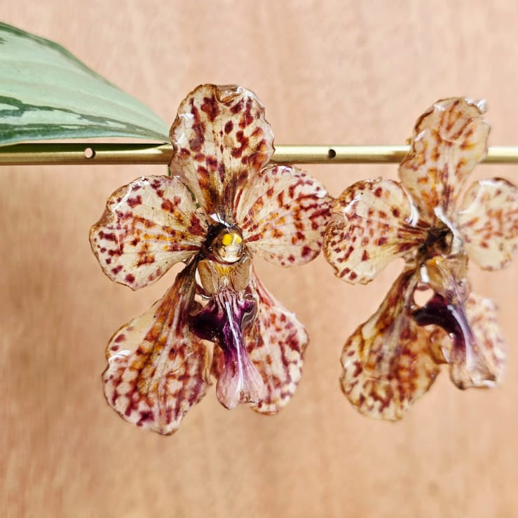 Topos orquídeas Vanda