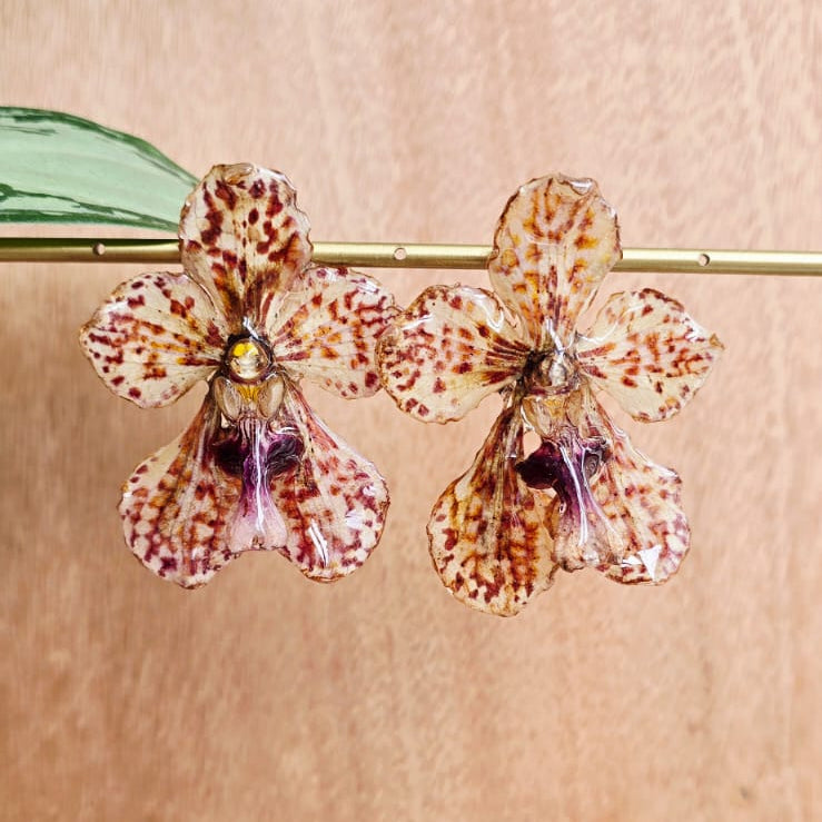 Topos orquídeas Vanda