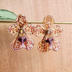 Topos orquídeas Vanda