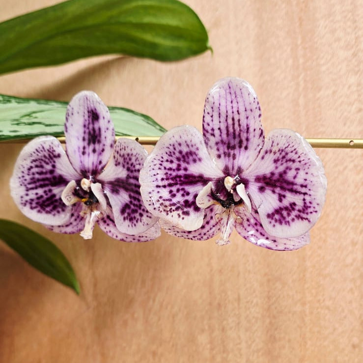 Topos Orquídea Phalaenopsis