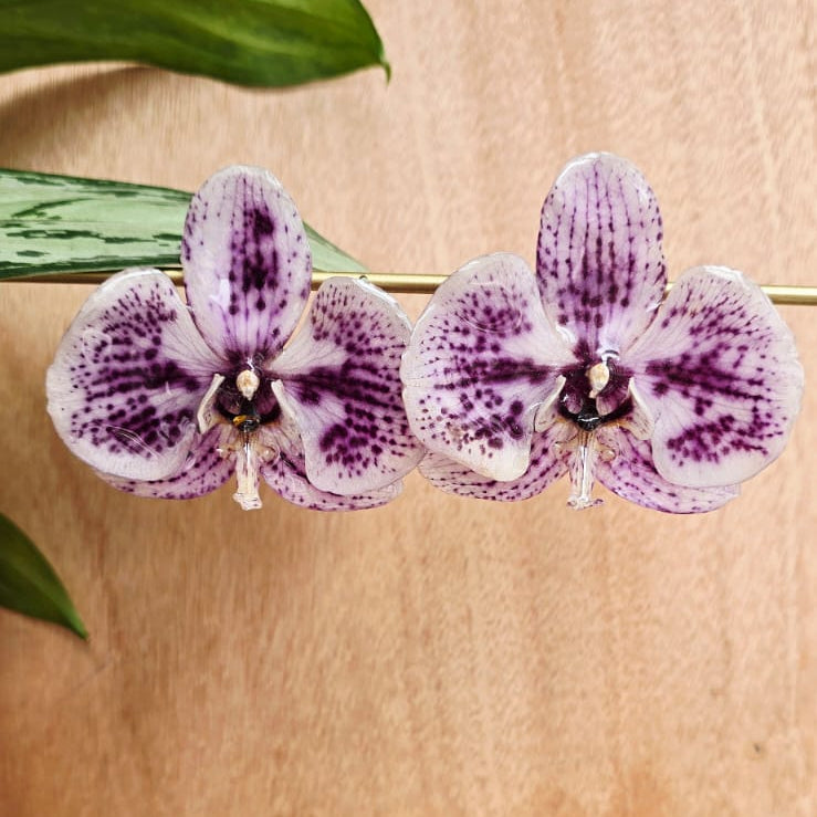 Topos Orquídea Phalaenopsis