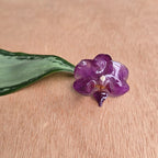 Anillo de Orquídea Phalaenopsis