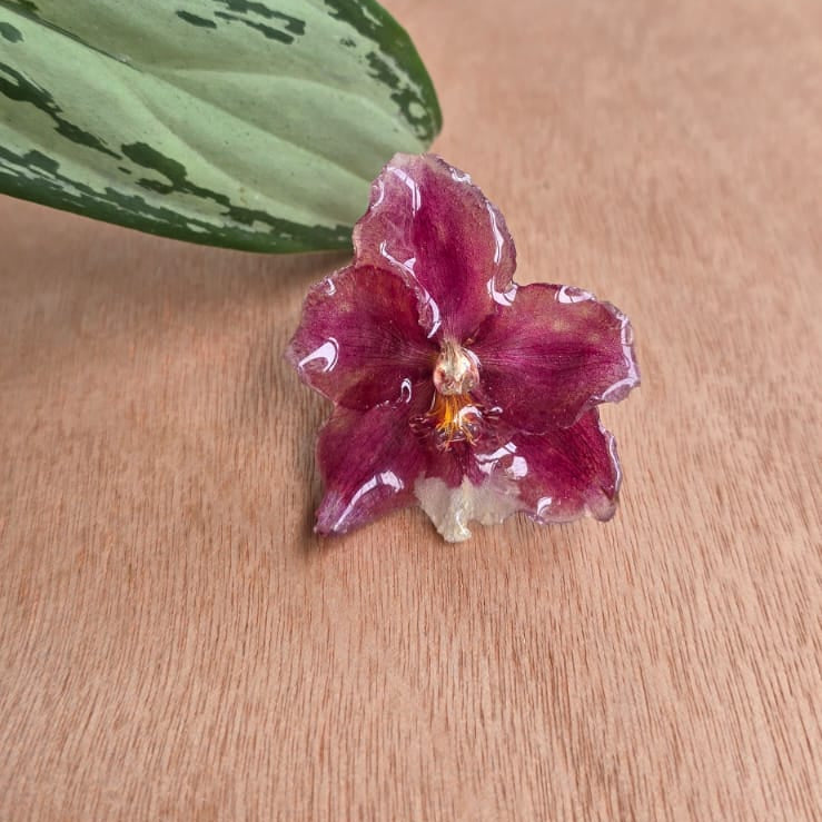 Anillo orquídea Odontoglossum