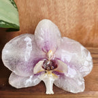 Anillo de Orquídea Phalaenopsis