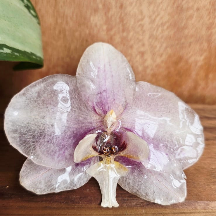 Anillo de Orquídea Phalaenopsis