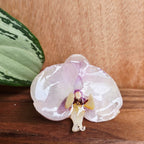 Anillo de Orquídea Phalaenopsis