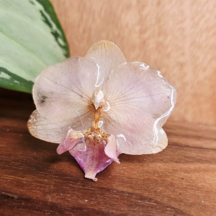 Anillo de Orquídea Phalaenopsis